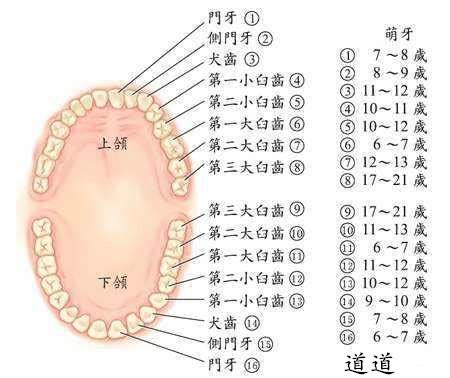 大门牙|每颗牙齿的名字